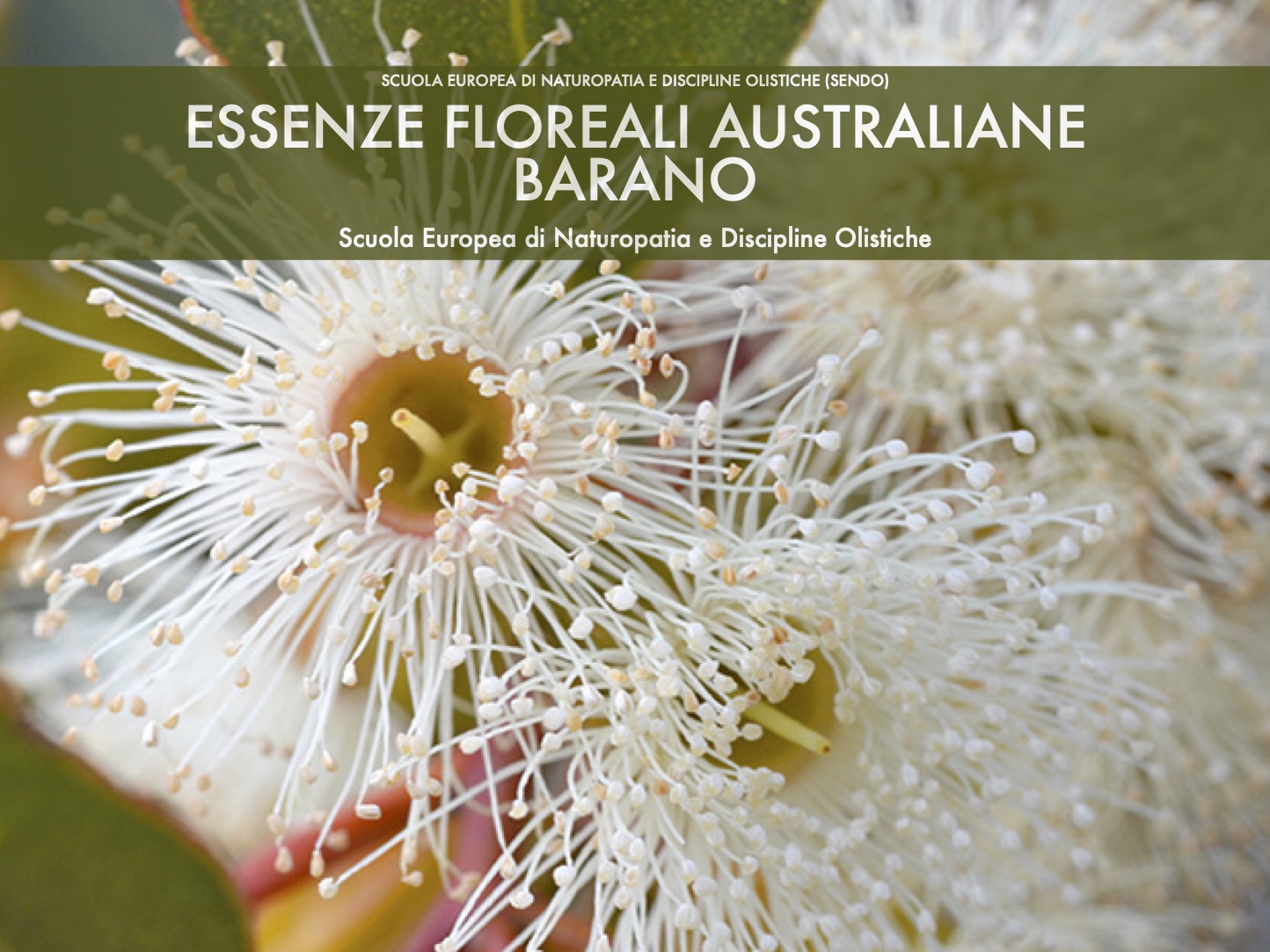 Essenze floreali australiane