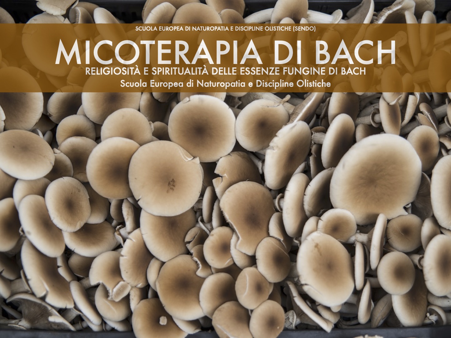 manuale di Micoterapia di Bach